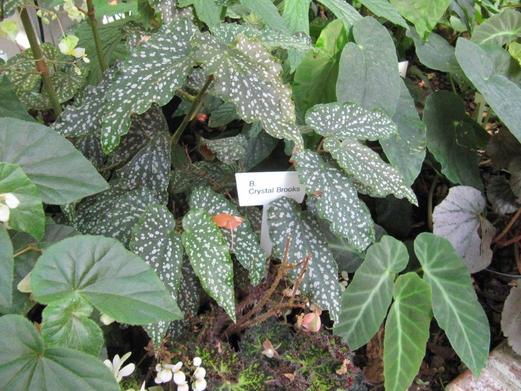 B. ‘Crystal Brooks’